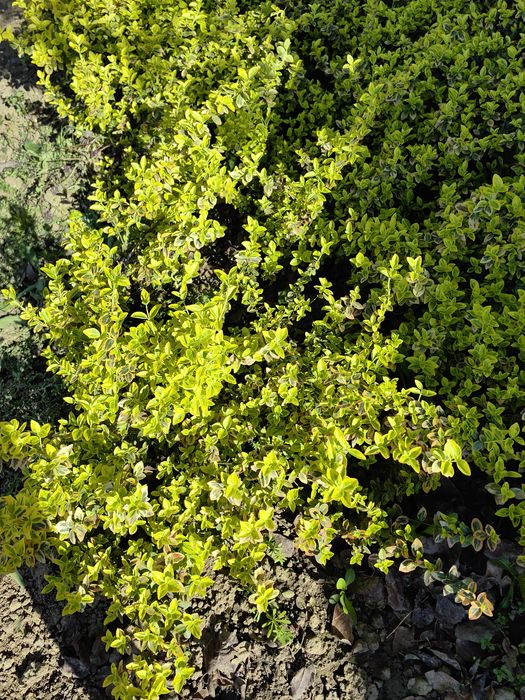 Plante Eounymous Emerald Gold