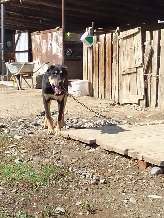 Сабурдың бел баласы.