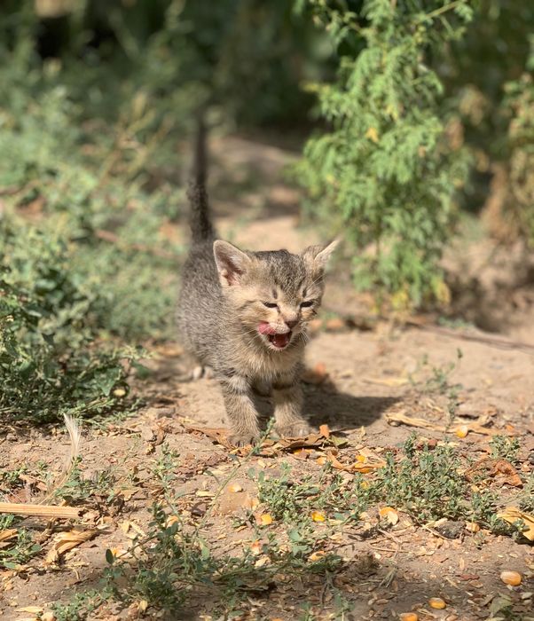 Отдам котенка в добрые руки за символическую сумму в 20 000 сум