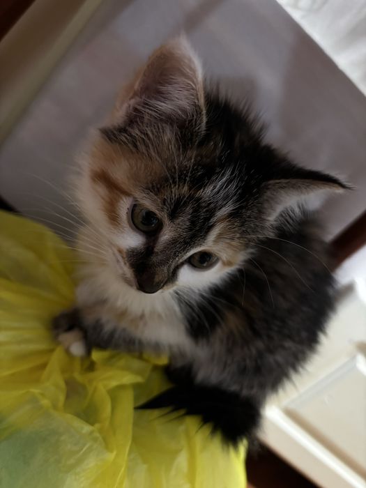 Кошка маленькая