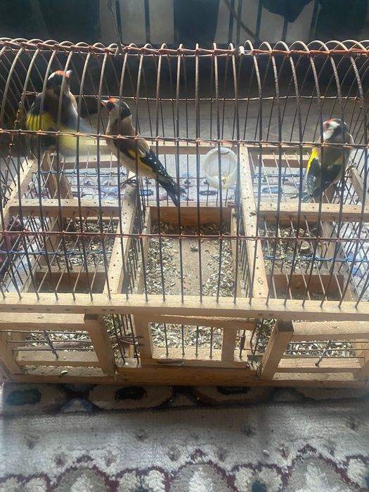 Щегол чёрный 6000