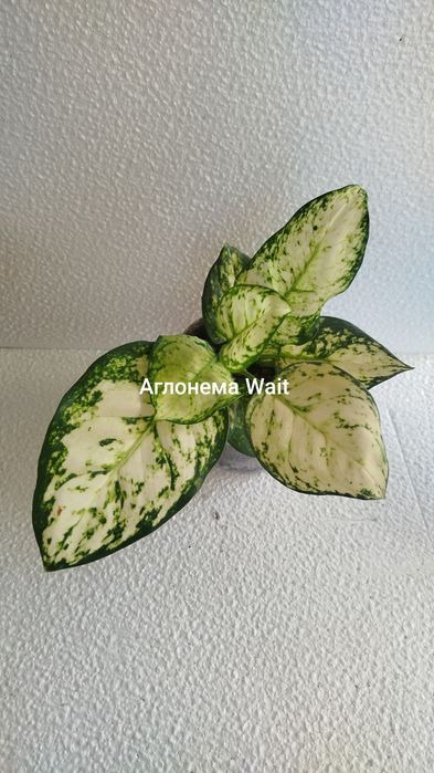 Цветочки в наличии