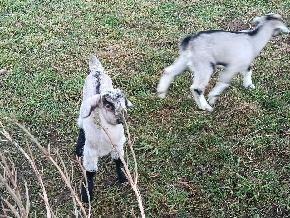 Vând tapisori anglo nubian și metis anglo nubian cu sannen