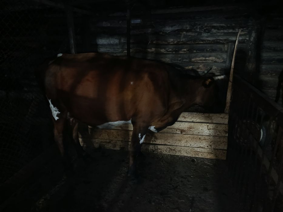 Продам дойную корову