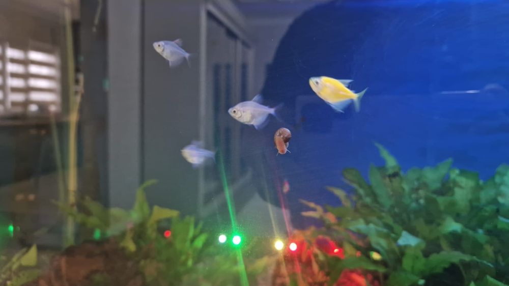 Улитки аквариумные