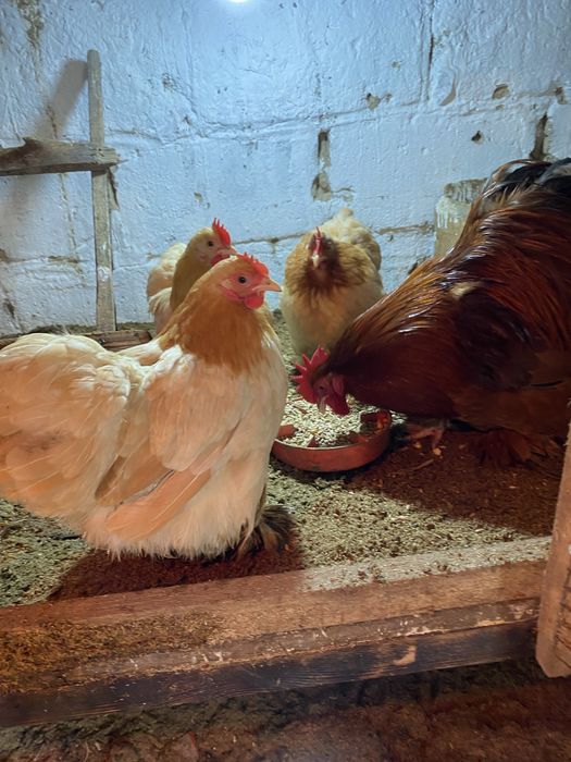 Карлики кохинхины