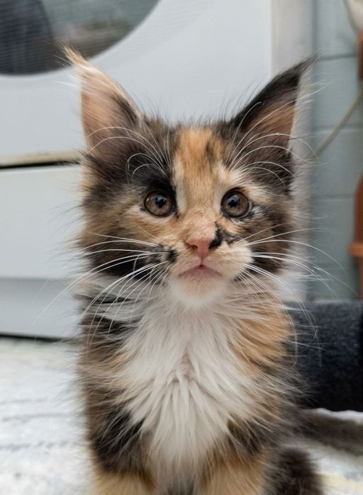 Котята Мейн кунов