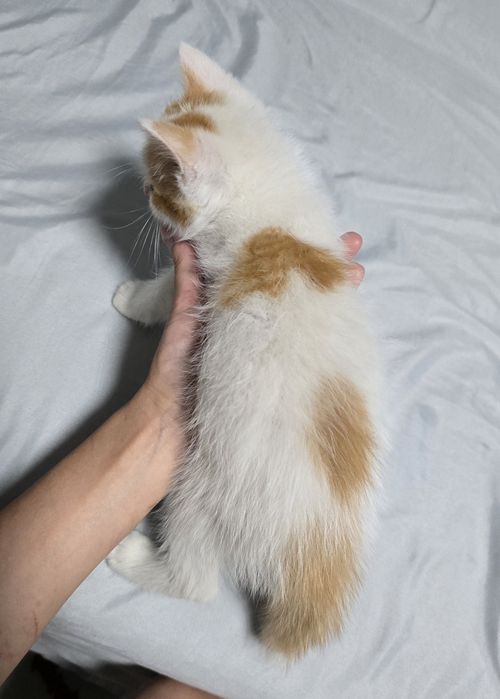 Котята ищут дом!