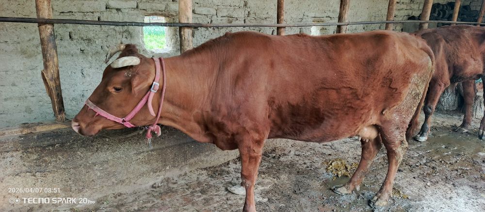 Boqilgan semiz sigir sotiladi