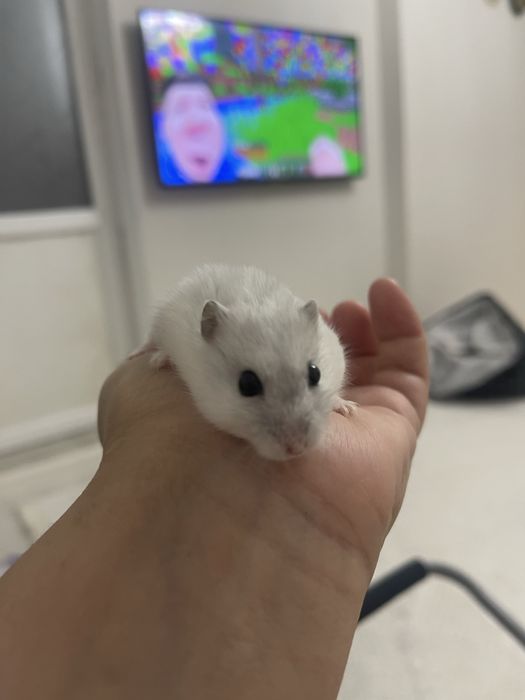 Джунгарские хомяки