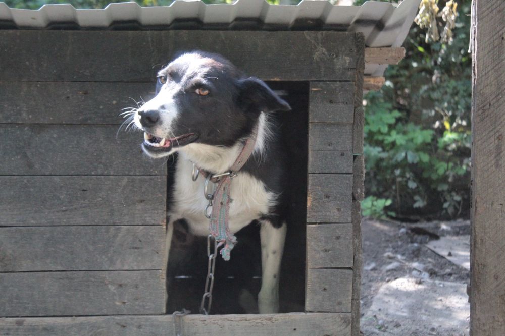 Срочно Отдам в добрые руки