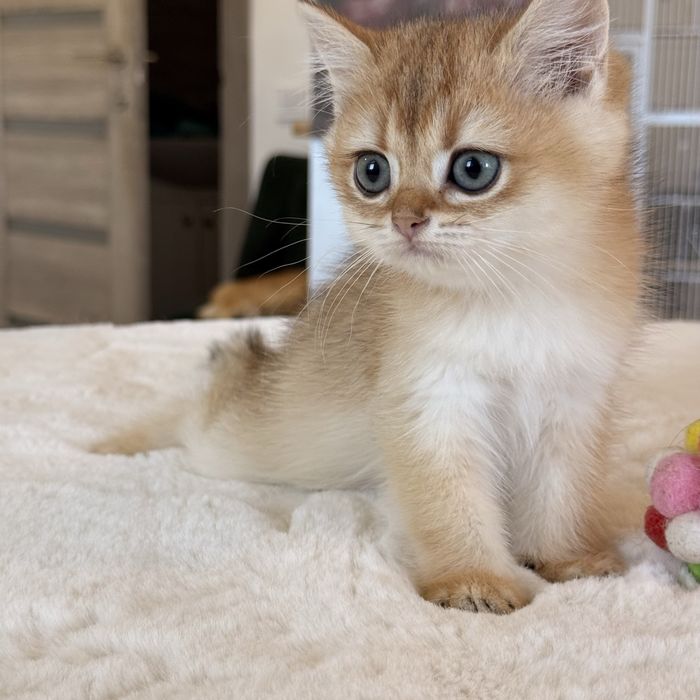 British Golden Shaded
