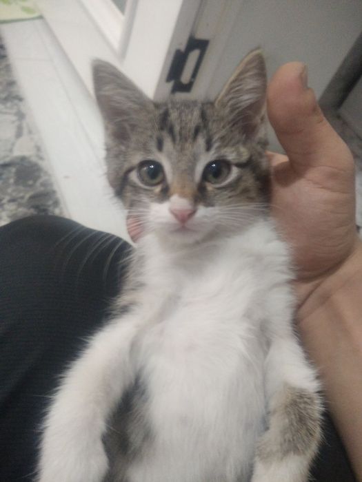 Mushuklar ona bollari bn