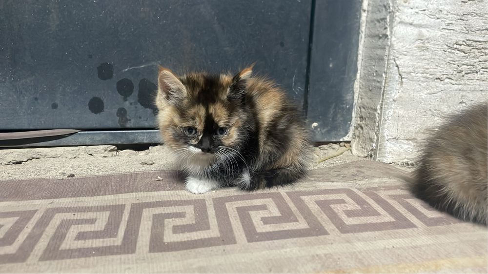 отдам в хорошие руки