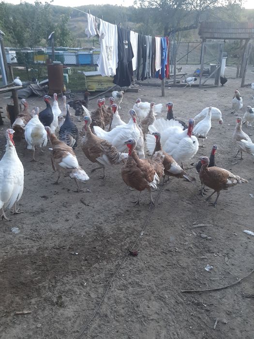 Curcani si curci românești  crescute la tara.