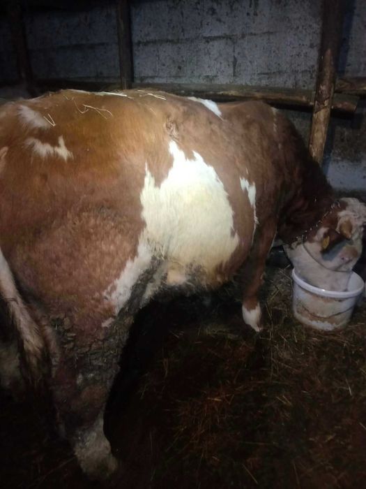 De vânzare Taur Vițel Mânzat