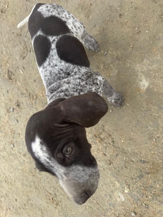 Курцхаар щенок 3 месяца