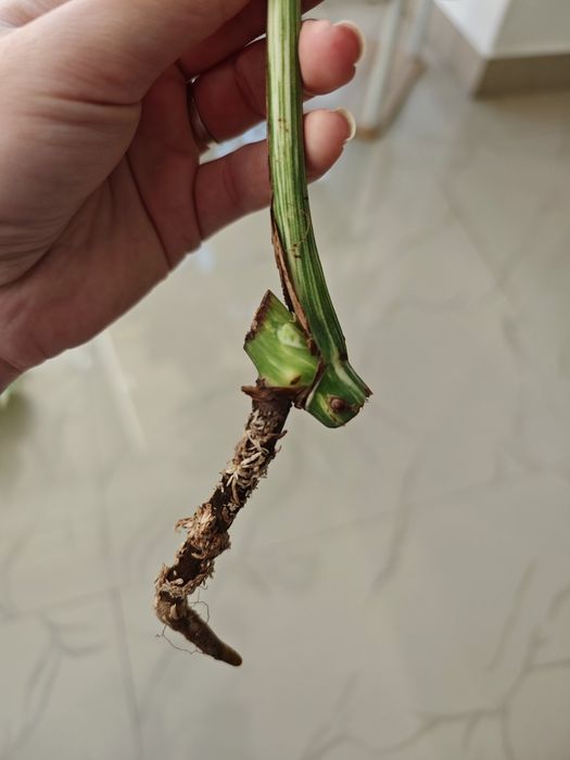 Monstera Albo variegata