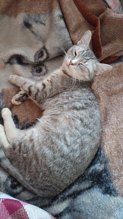 Отдам кошку в хорошие руки