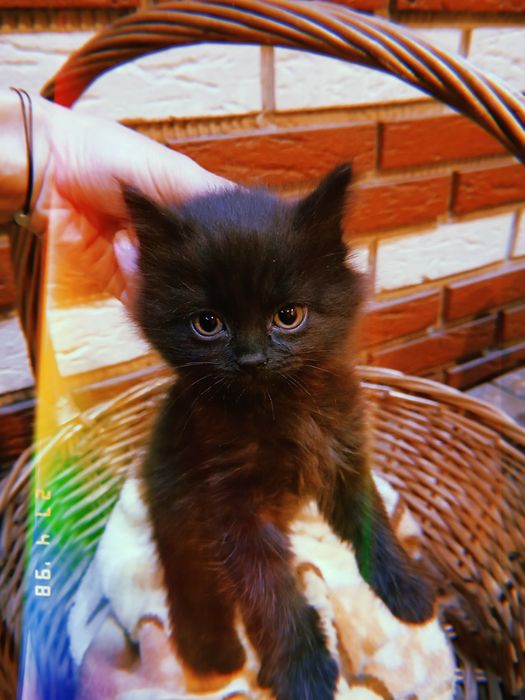 Котёнок девочка родилась 12го