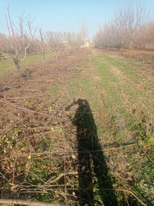 Дрова Утин сотилади богланган бир боги 10 Минг сум