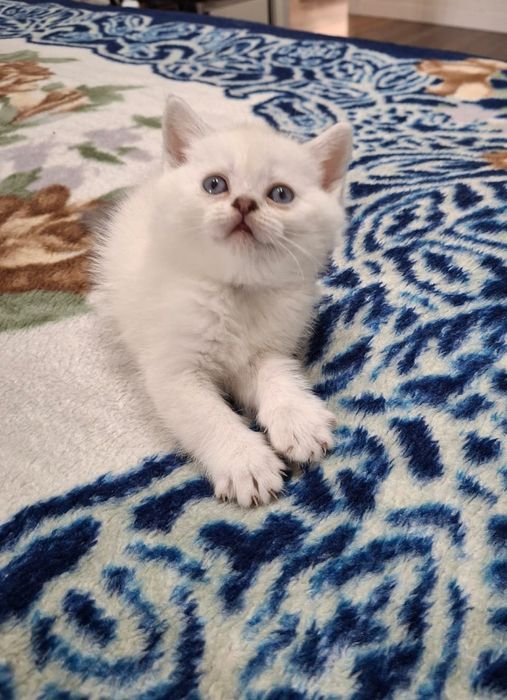 Белый шотландский котенок