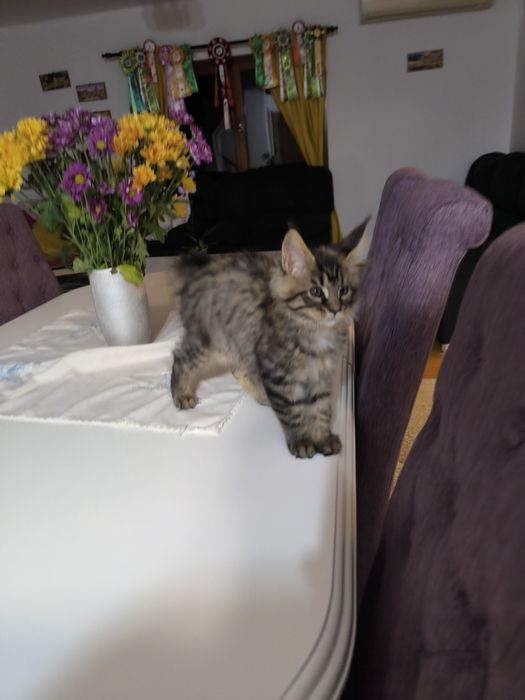 Pui Maine Coon de vanzare