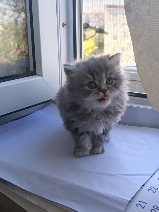 Котята породистые