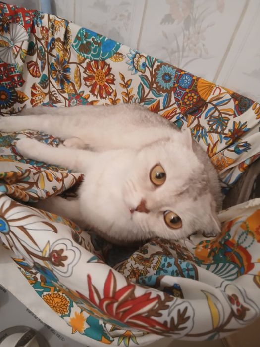 Британский котёнок 3 мес.