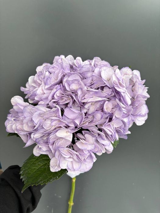 Пышные гортензии - объём, нежность и эффектный вид