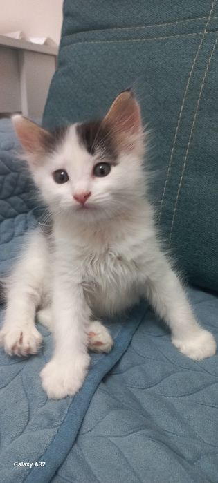 Котята в добрый руки