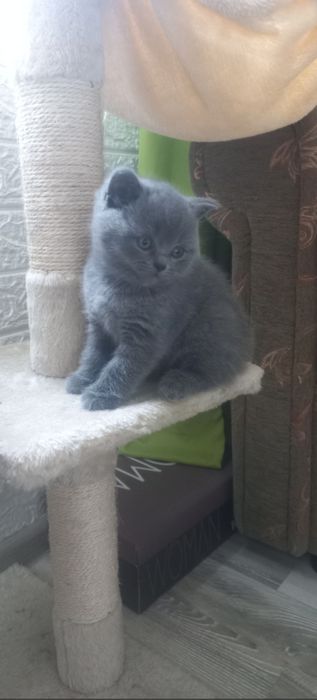 Британска късокосместа 550лв