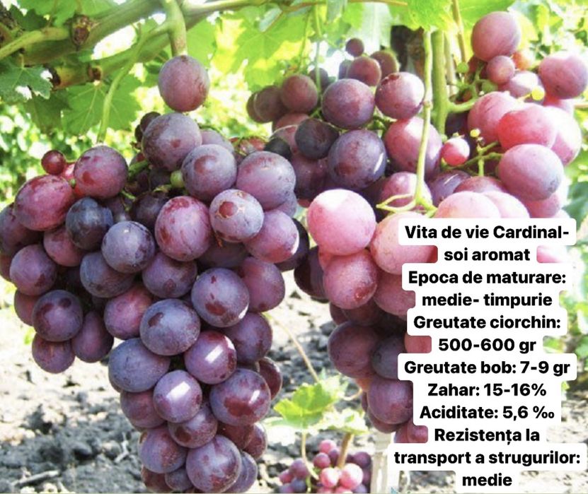 Vita de vie altoita si hibrida