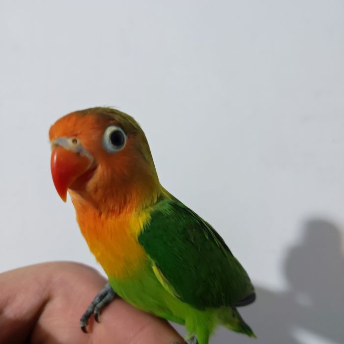 Ruchnoy popugay sotiladi