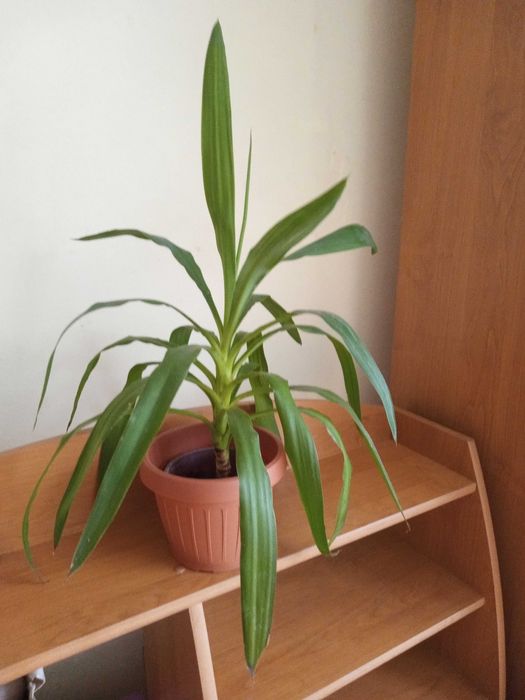 Floare Yuka 60 cm inaltime, a mai crescut de la anunț , are 95