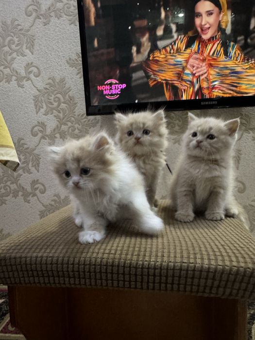 Хайленд страйт сотилади 2 ойлик энди болади