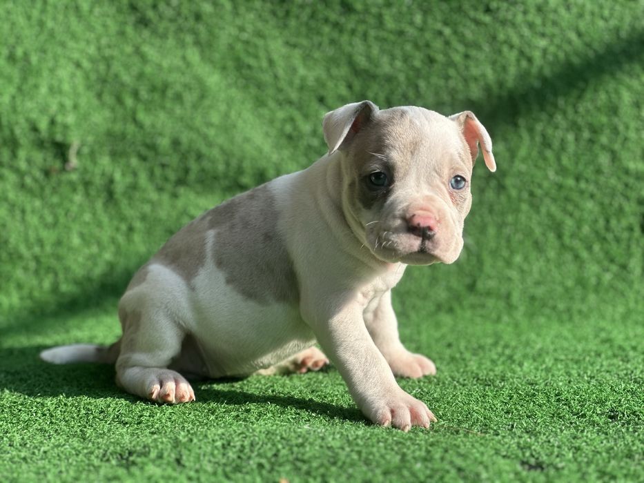 Американско були покет мерле