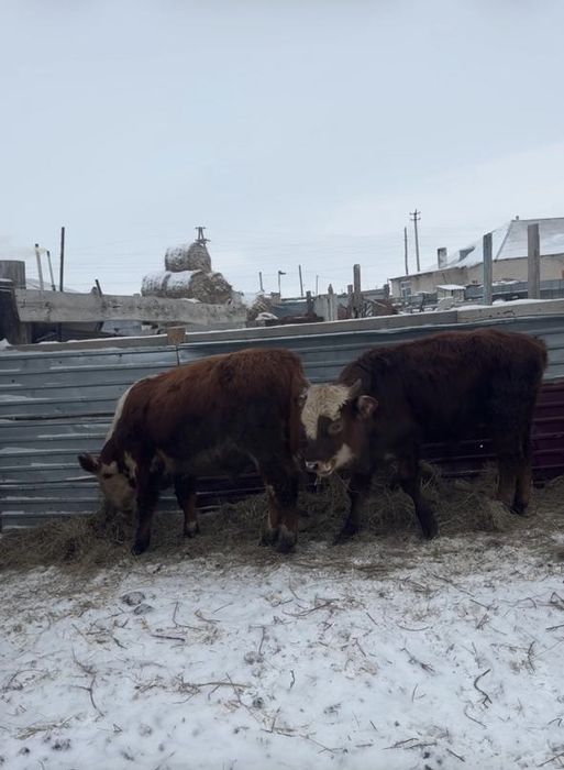 Продается бычки.