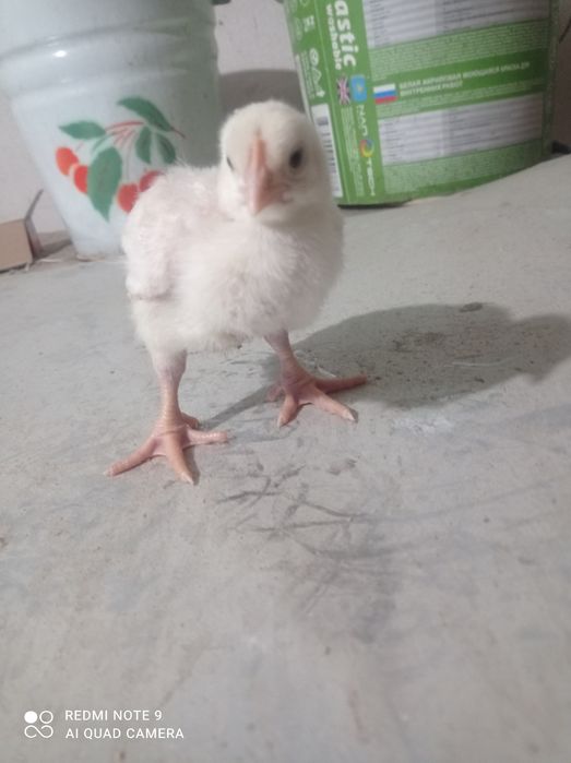 Бройлер Кобб 500