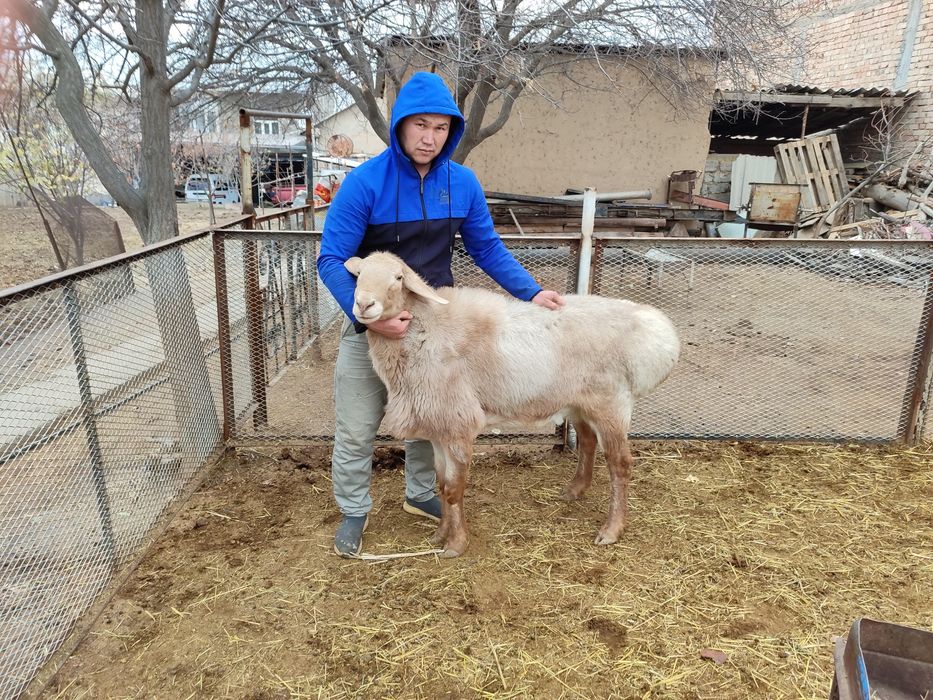 Arashan qochqor tozasi xali yosh zotka olaman deganla yaxshi zot qoldi