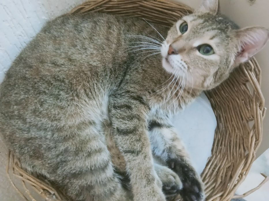 Коты и кошки с домашней передержки