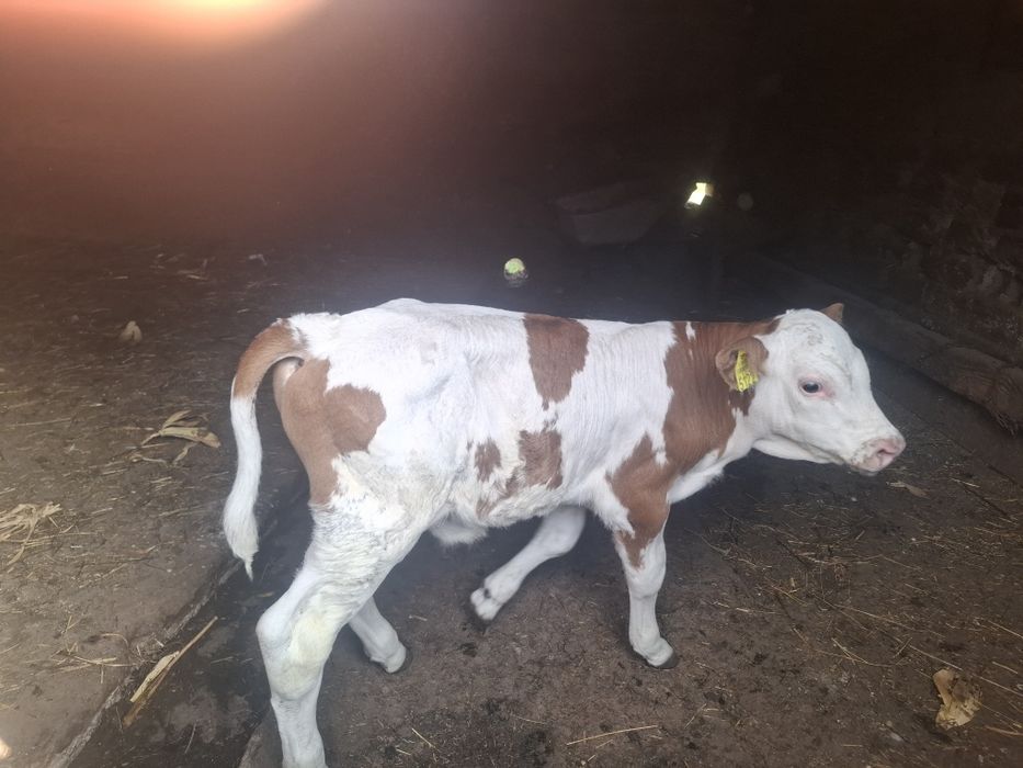 Vând vițel bălțat