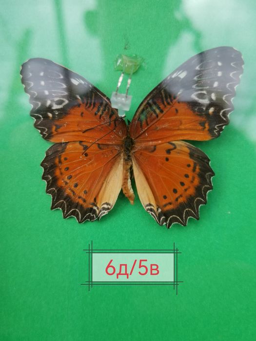 Истински пеперуди, естествени