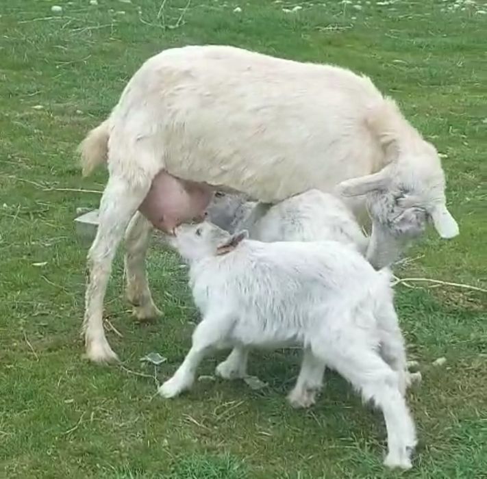 заненский ешкі сатылады