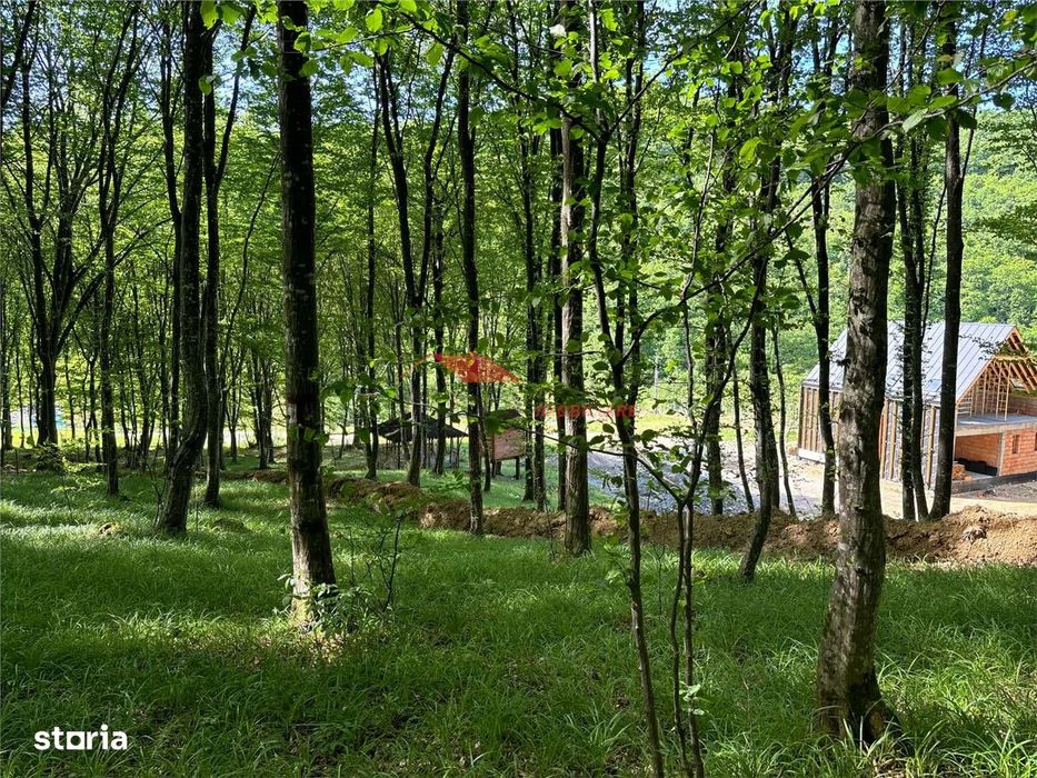 1 ha padure, Coldau