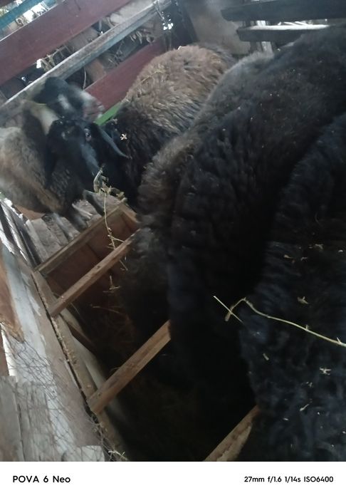 Кой семиз сатылады