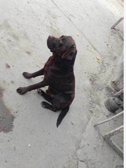 лабрадор     щенок