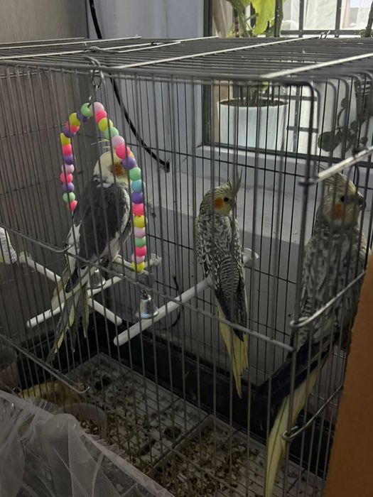 Кареллы попугаи домашние, молодые