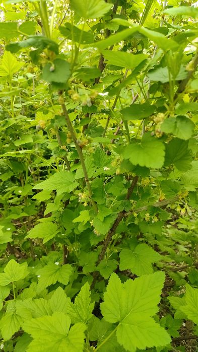 Продам  черную смородину Титания