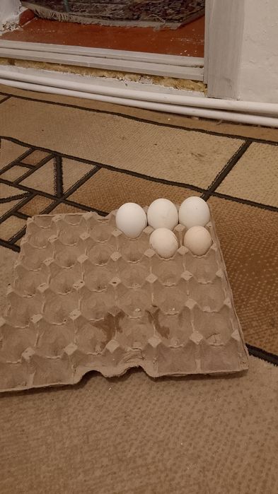 гусинные яйца, инкубационный